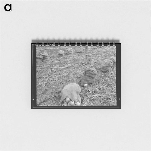Onions - ドロテア ラング Memo.