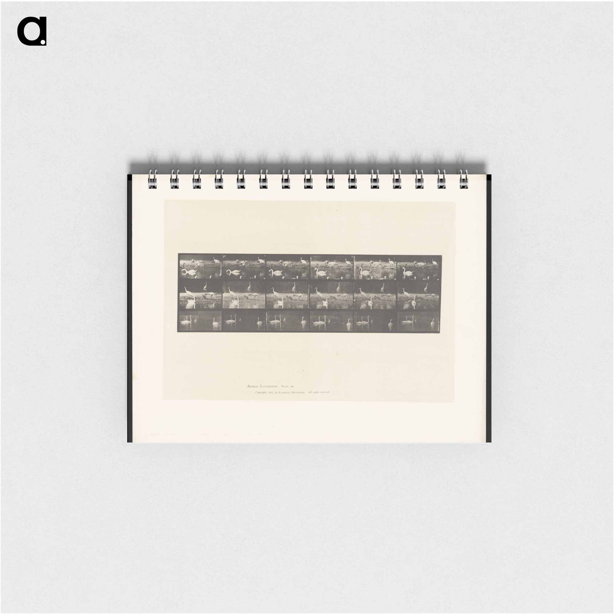 アートメモ帳-Swans and Storks
 - エドワード マイブリッジ Memo.