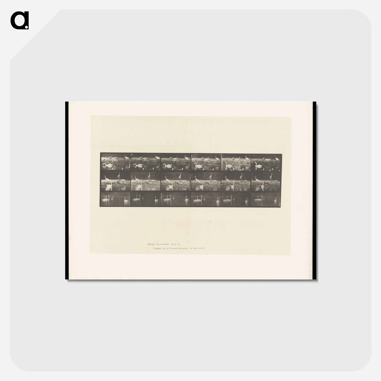 アートポストカード-Swans and Storks
 - エドワード マイブリッジ Postcard.