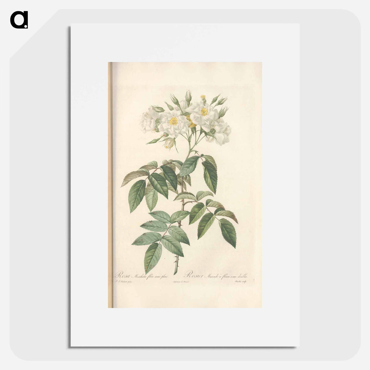 Rose illustration - Pierre Joseph Redouté Poster.