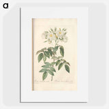 Rose illustration - Pierre Joseph Redouté Poster.