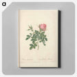 アートパネル-Rose illustration - ピエール ジョゼフ ルドゥーテ Canvas.