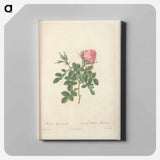 アートパネル-Rose illustration - ピエール ジョゼフ ルドゥーテ Canvas.
