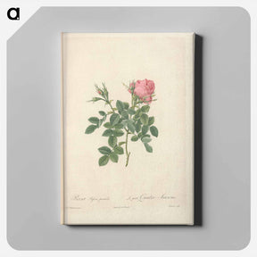 アートパネル-Rose illustration - ピエール ジョゼフ ルドゥーテ Canvas.