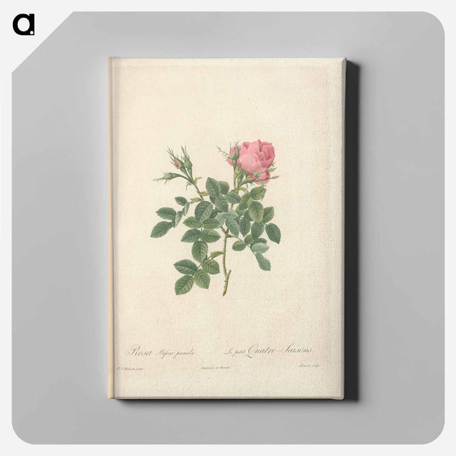 アートパネル-Rose illustration - ピエール ジョゼフ ルドゥーテ Canvas.