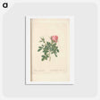 アートポストカード-Rose illustration - ピエール ジョゼフ ルドゥーテ Postcard.