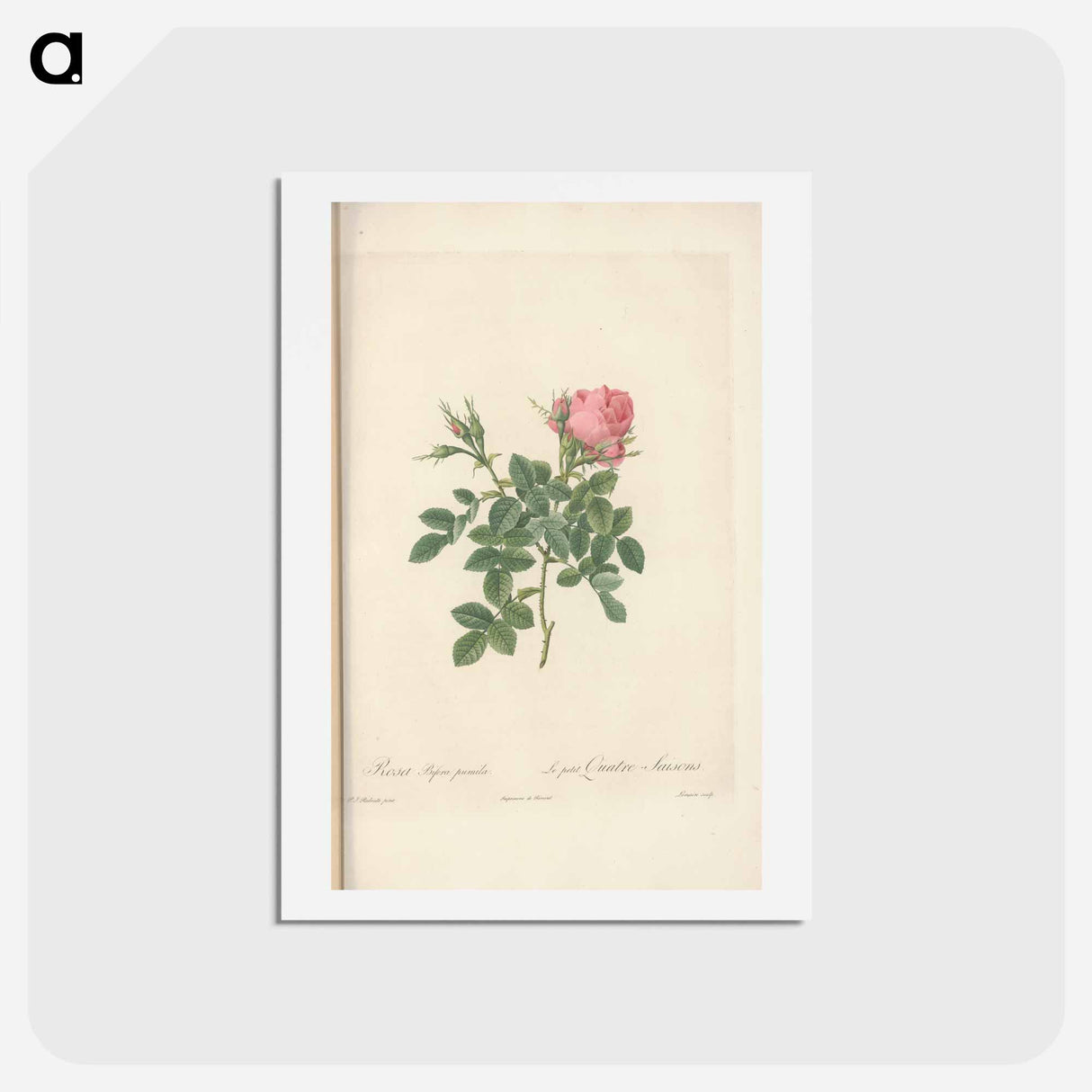 アートポストカード-Rose illustration - ピエール ジョゼフ ルドゥーテ Postcard.