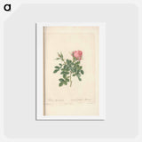 アートポストカード-Rose illustration - ピエール ジョゼフ ルドゥーテ Postcard.