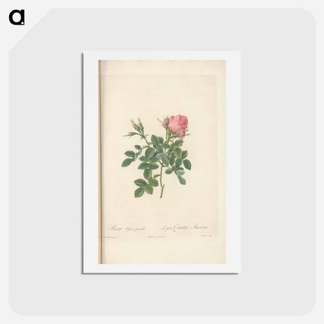 アートポストカード-Rose illustration - ピエール ジョゼフ ルドゥーテ Postcard.