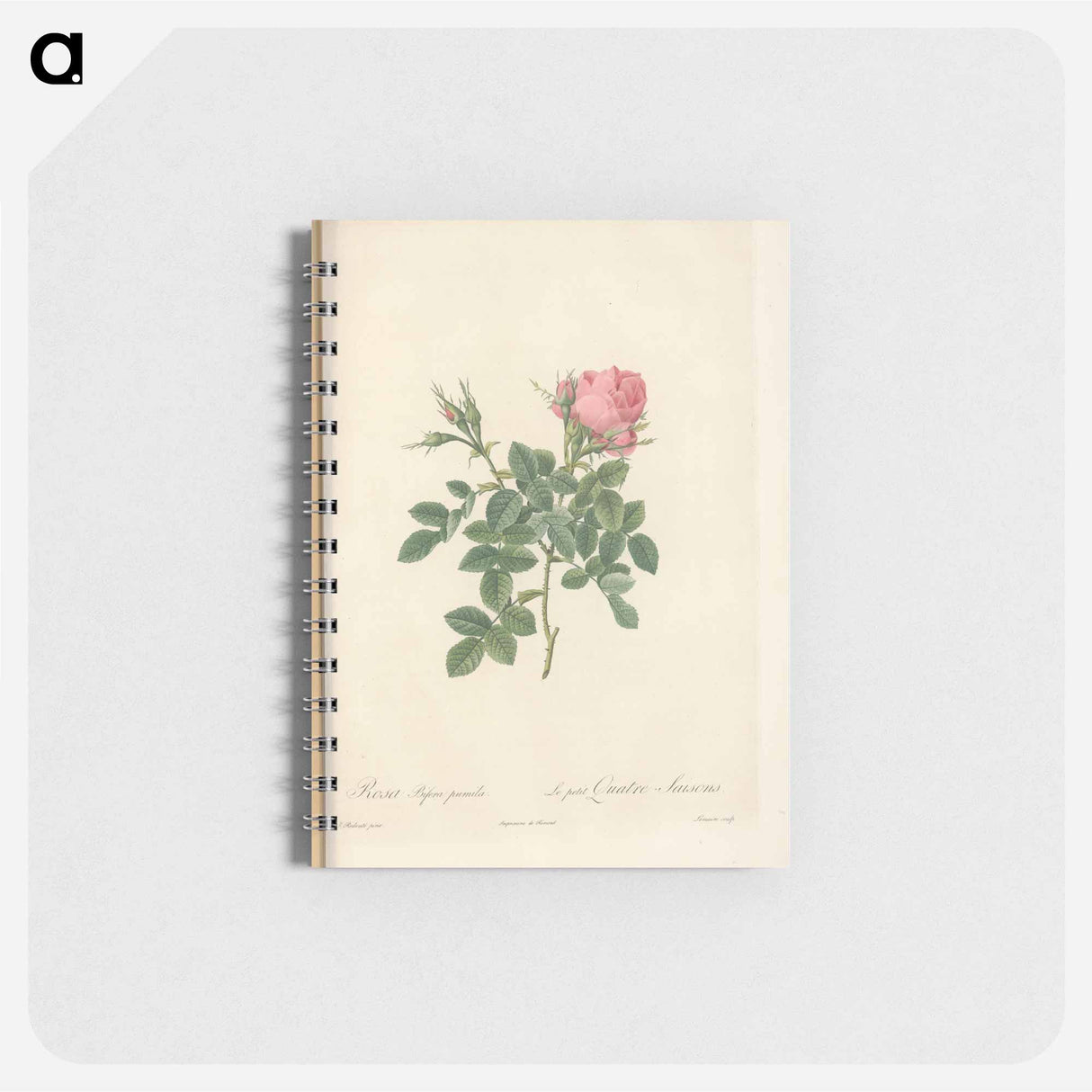 アートメモ帳-Rose illustration - ピエール ジョゼフ ルドゥーテ Memo.