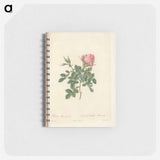アートメモ帳-Rose illustration - ピエール ジョゼフ ルドゥーテ Memo.
