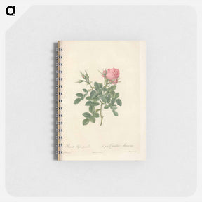 アートメモ帳-Rose illustration - ピエール ジョゼフ ルドゥーテ Memo.