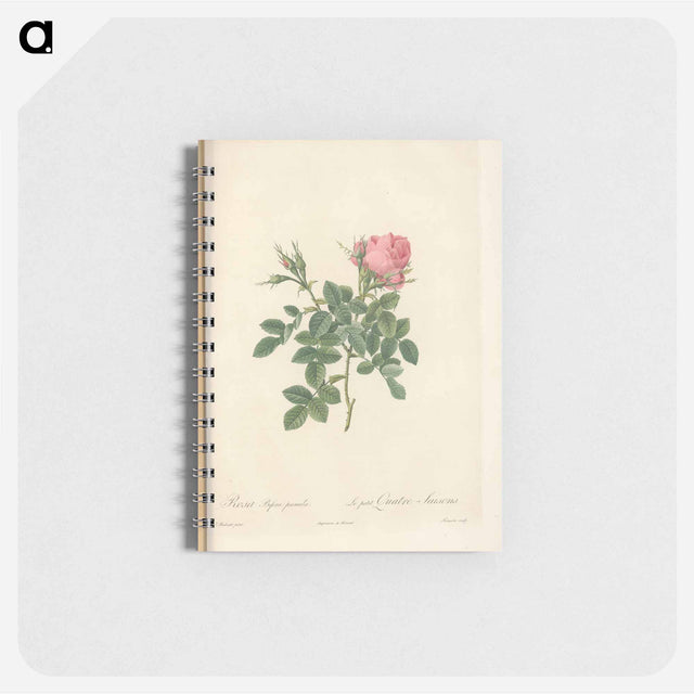 アートメモ帳-Rose illustration - ピエール ジョゼフ ルドゥーテ Memo.
