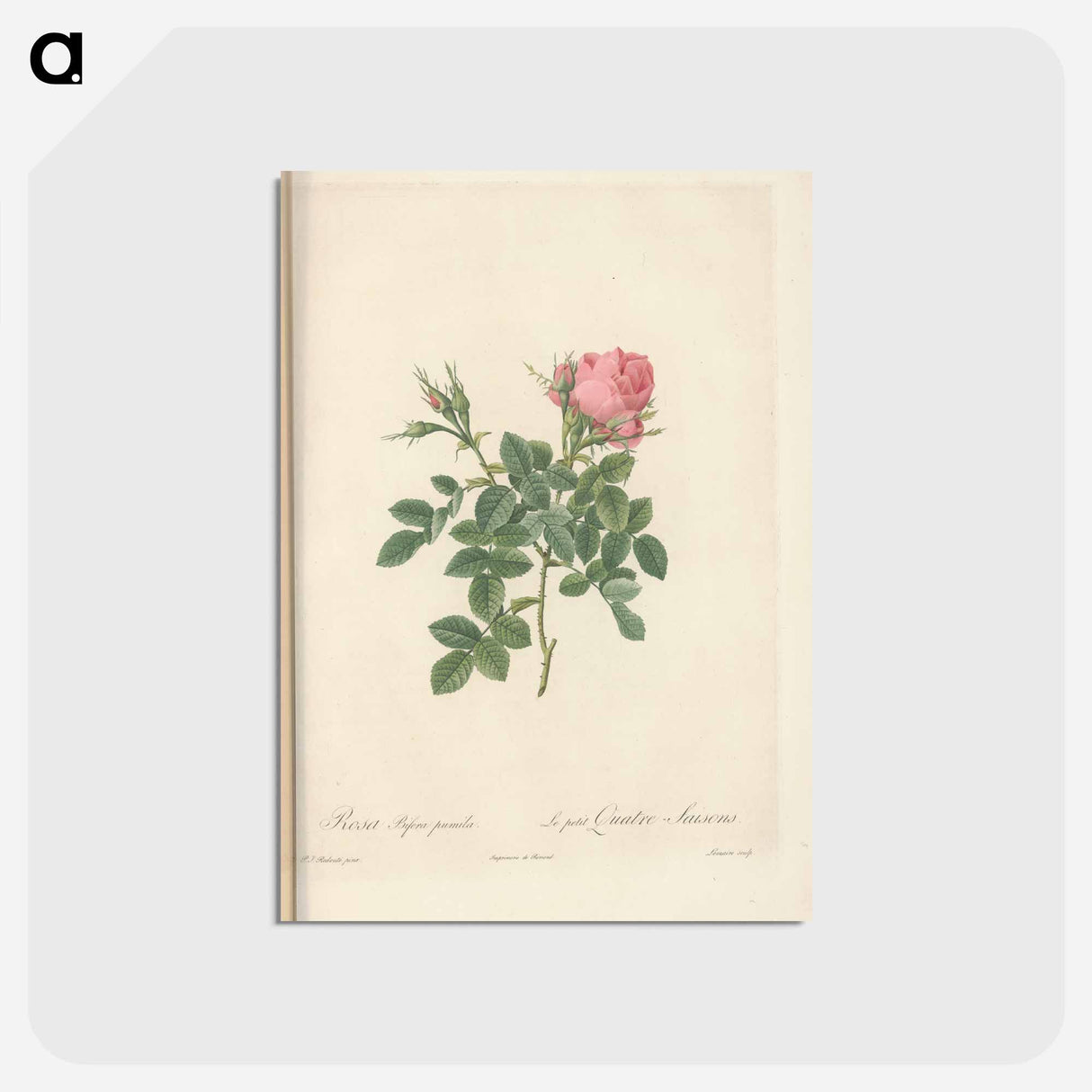 アートポストカード-Rose illustration - ピエール ジョゼフ ルドゥーテ Postcard.