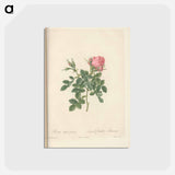 アートポストカード-Rose illustration - ピエール ジョゼフ ルドゥーテ Postcard.