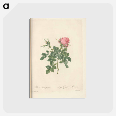 アートポストカード-Rose illustration - ピエール ジョゼフ ルドゥーテ Postcard.