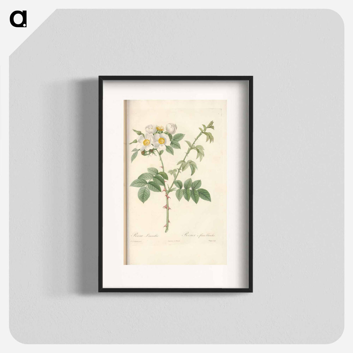 Rose illustration - Pierre Joseph Redouté Poster.