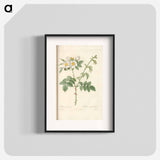 Rose illustration - Pierre Joseph Redouté Poster.