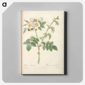 アートパネル-Rose illustration - ピエール ジョゼフ ルドゥーテ Canvas.