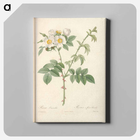 アートパネル-Rose illustration - ピエール ジョゼフ ルドゥーテ Canvas.