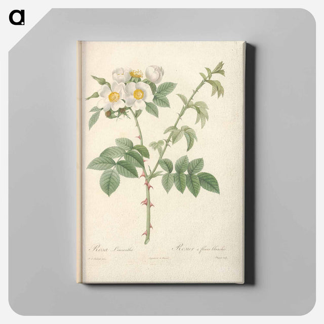 アートパネル-Rose illustration - ピエール ジョゼフ ルドゥーテ Canvas.