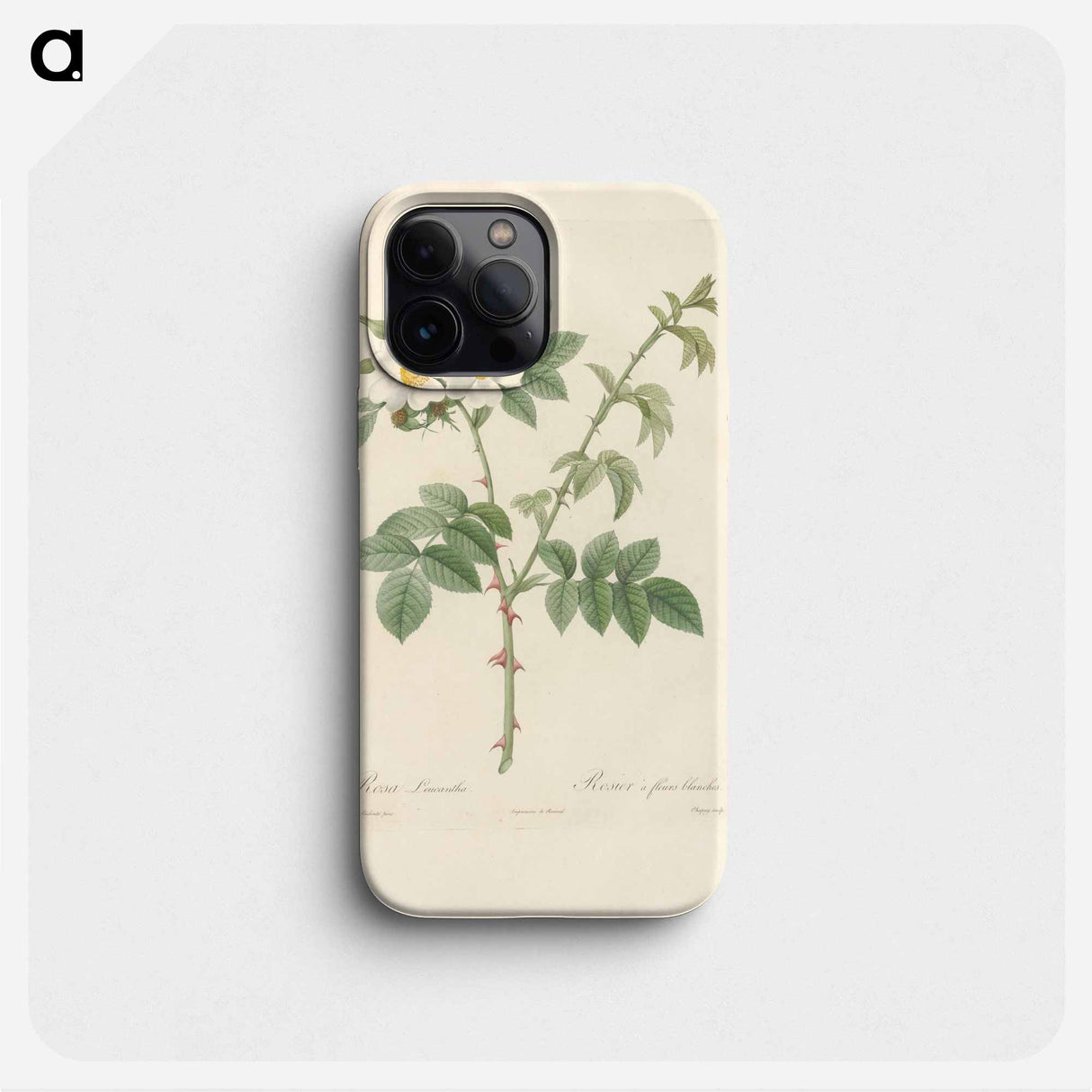 Rose illustration - Pierre Joseph Redouté Phone Case.