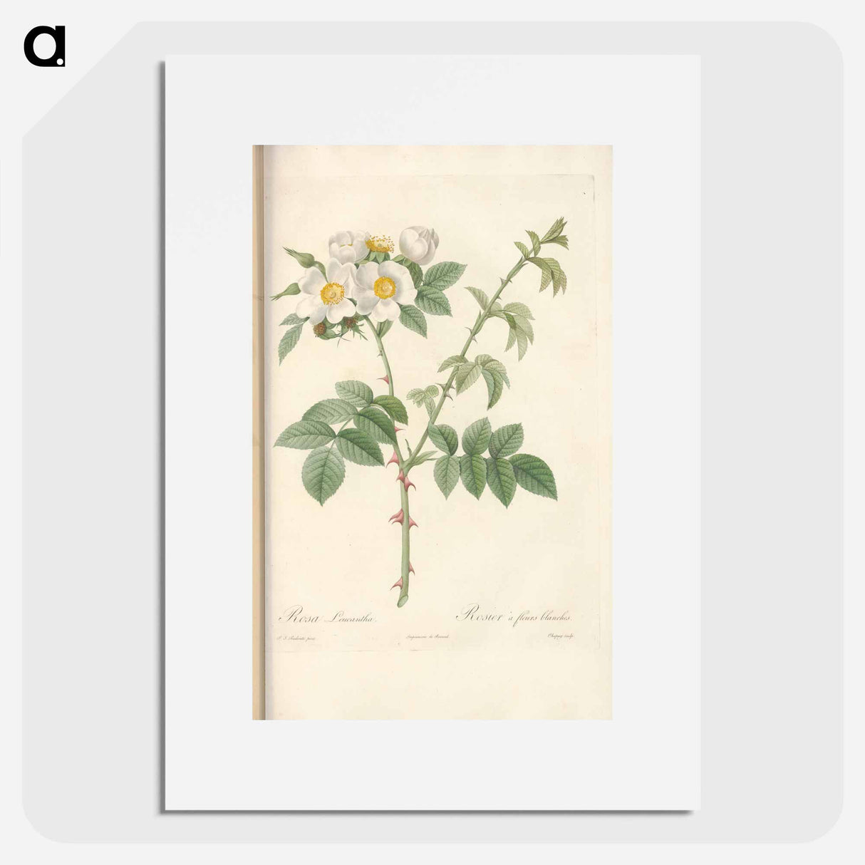 Rose illustration - Pierre Joseph Redouté Poster.