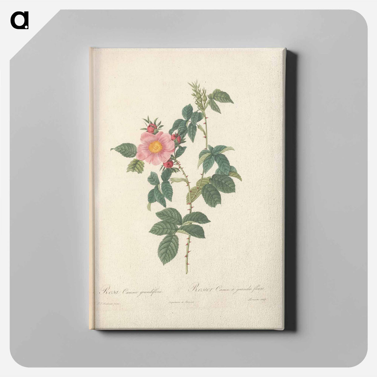 アートパネル-Rose illustration - ピエール ジョゼフ ルドゥーテ Canvas.