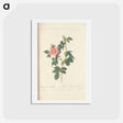 アートポストカード-Rose illustration - ピエール ジョゼフ ルドゥーテ Postcard.