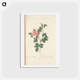 アートポストカード-Rose illustration - ピエール ジョゼフ ルドゥーテ Postcard.