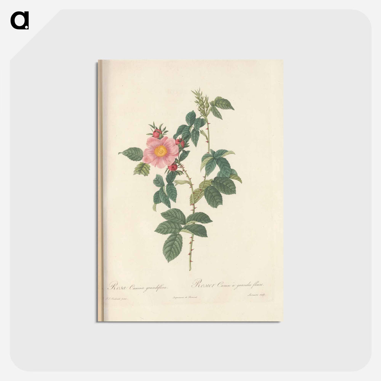 アートポストカード-Rose illustration - ピエール ジョゼフ ルドゥーテ Postcard.