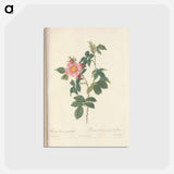 アートポストカード-Rose illustration - ピエール ジョゼフ ルドゥーテ Postcard.