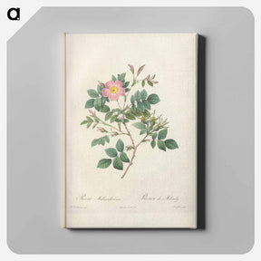 アートパネル-Rose illustration - ピエール ジョゼフ ルドゥーテ Canvas.