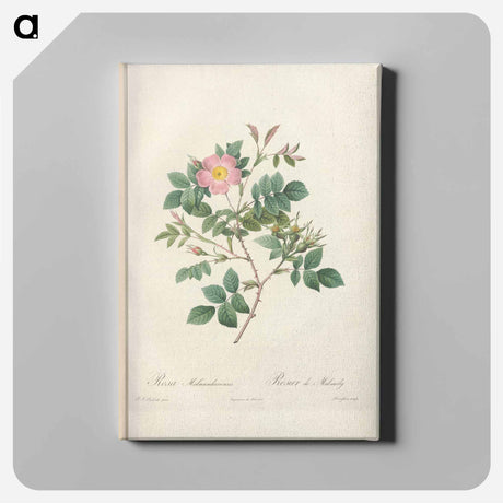 アートパネル-Rose illustration - ピエール ジョゼフ ルドゥーテ Canvas.