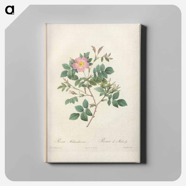 アートパネル-Rose illustration - ピエール ジョゼフ ルドゥーテ Canvas.
