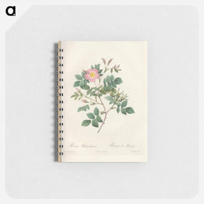 アートメモ帳-Rose illustration - ピエール ジョゼフ ルドゥーテ Memo.