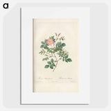 Rose illustration - Pierre Joseph Redouté Poster.