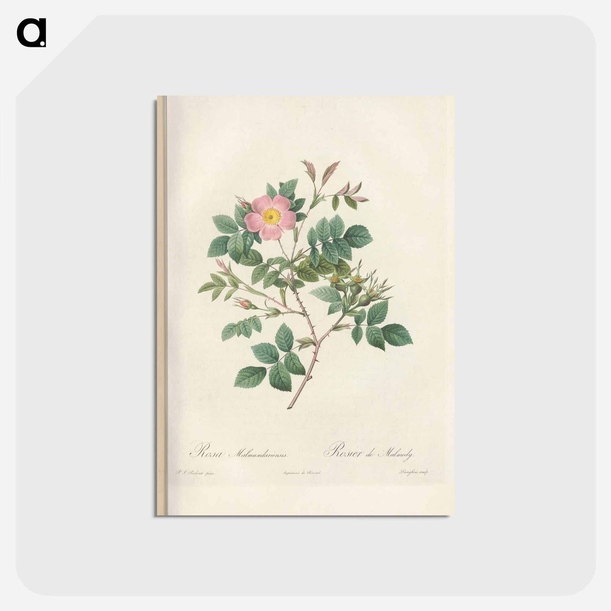 アートポストカード-Rose illustration - ピエール ジョゼフ ルドゥーテ Postcard.