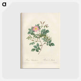 アートポストカード-Rose illustration - ピエール ジョゼフ ルドゥーテ Postcard.