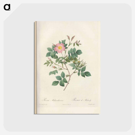アートポストカード-Rose illustration - ピエール ジョゼフ ルドゥーテ Postcard.