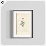 Rose illustration - Pierre Joseph Redouté Poster.