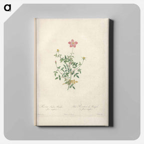 アートパネル-Rose illustration - ピエール ジョゼフ ルドゥーテ Canvas.