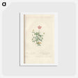 アートポストカード-Rose illustration - ピエール ジョゼフ ルドゥーテ Postcard.