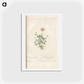 アートポストカード-Rose illustration - ピエール ジョゼフ ルドゥーテ Postcard.