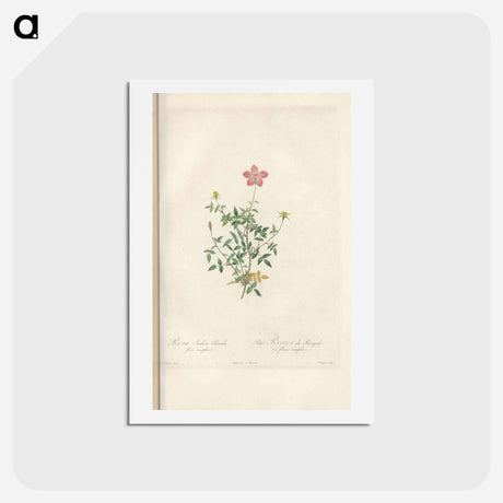 アートポストカード-Rose illustration - ピエール ジョゼフ ルドゥーテ Postcard.
