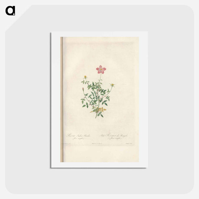 アートポストカード-Rose illustration - ピエール ジョゼフ ルドゥーテ Postcard.