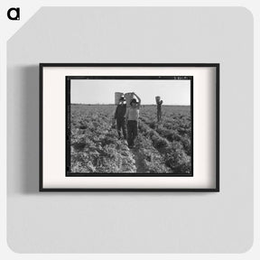 アートポスター-End of the day. Near Calipatria, California. Pea pickers. - ドロテア ラング Poster.