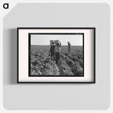 End of the day. Near Calipatria, California. Pea pickers. - ドロテア ラング Poster.