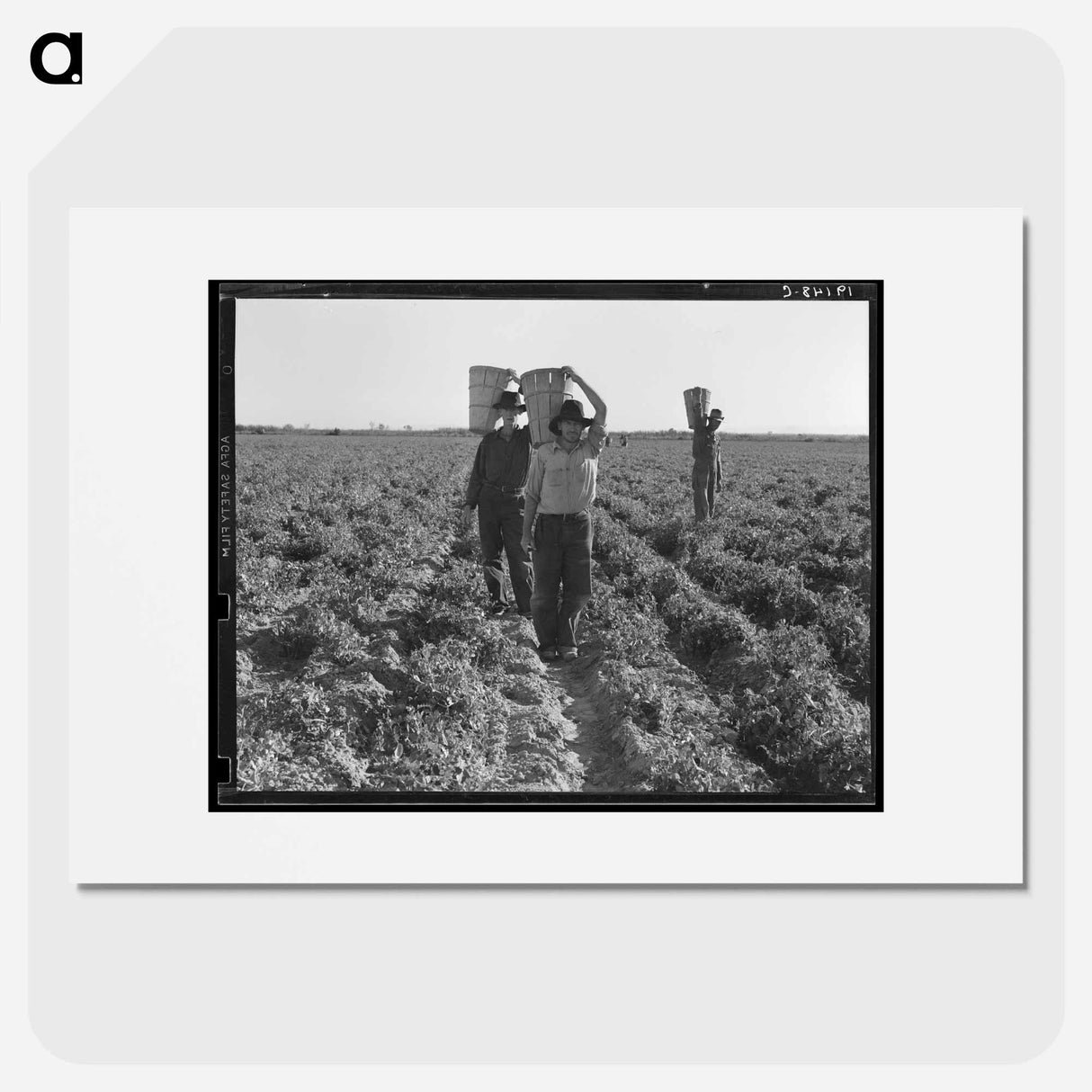 End of the day. Near Calipatria, California. Pea pickers. - Dorothea Lange Poster.