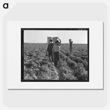 End of the day. Near Calipatria, California. Pea pickers. - Dorothea Lange Poster.